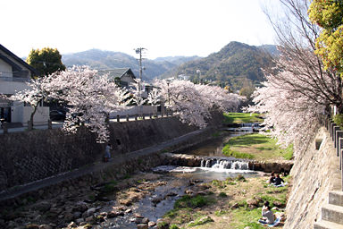開森橋から見た芦屋川の桜